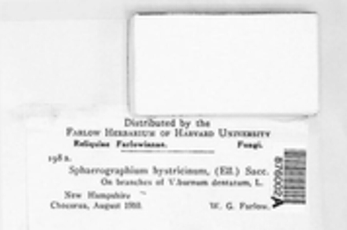 Sphaerographium image